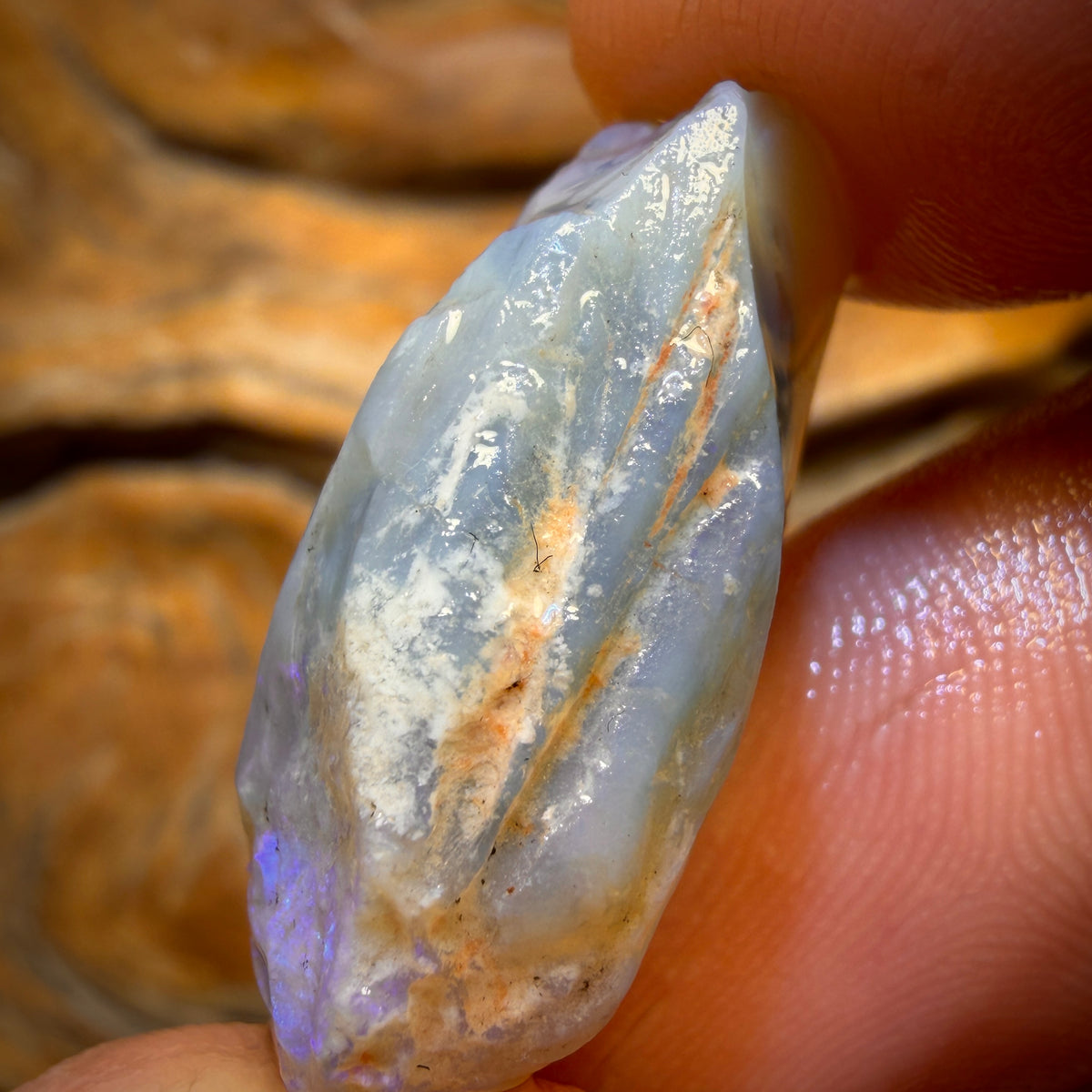 🔨 AUCTION 🔨 No Reserve 27.5cts - Opalised Shell Geological Specimen from South Australia