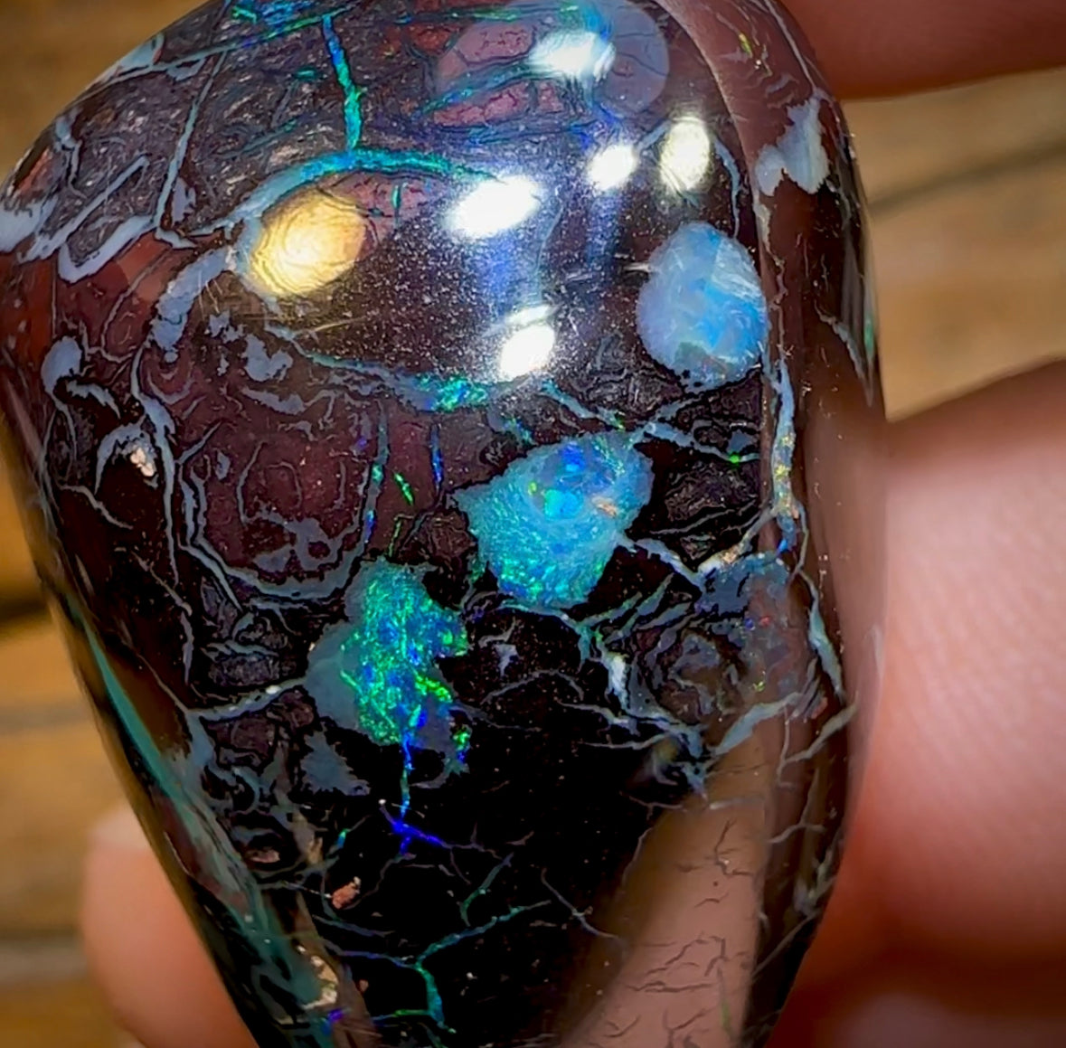 113.2cts - Polished Koroit Nut Opal Specimen - Opal Whisperers
