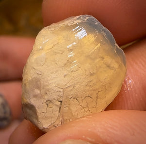 41.2cts - 4x Opalised Shell Geological Specimens from Lightning Ridge