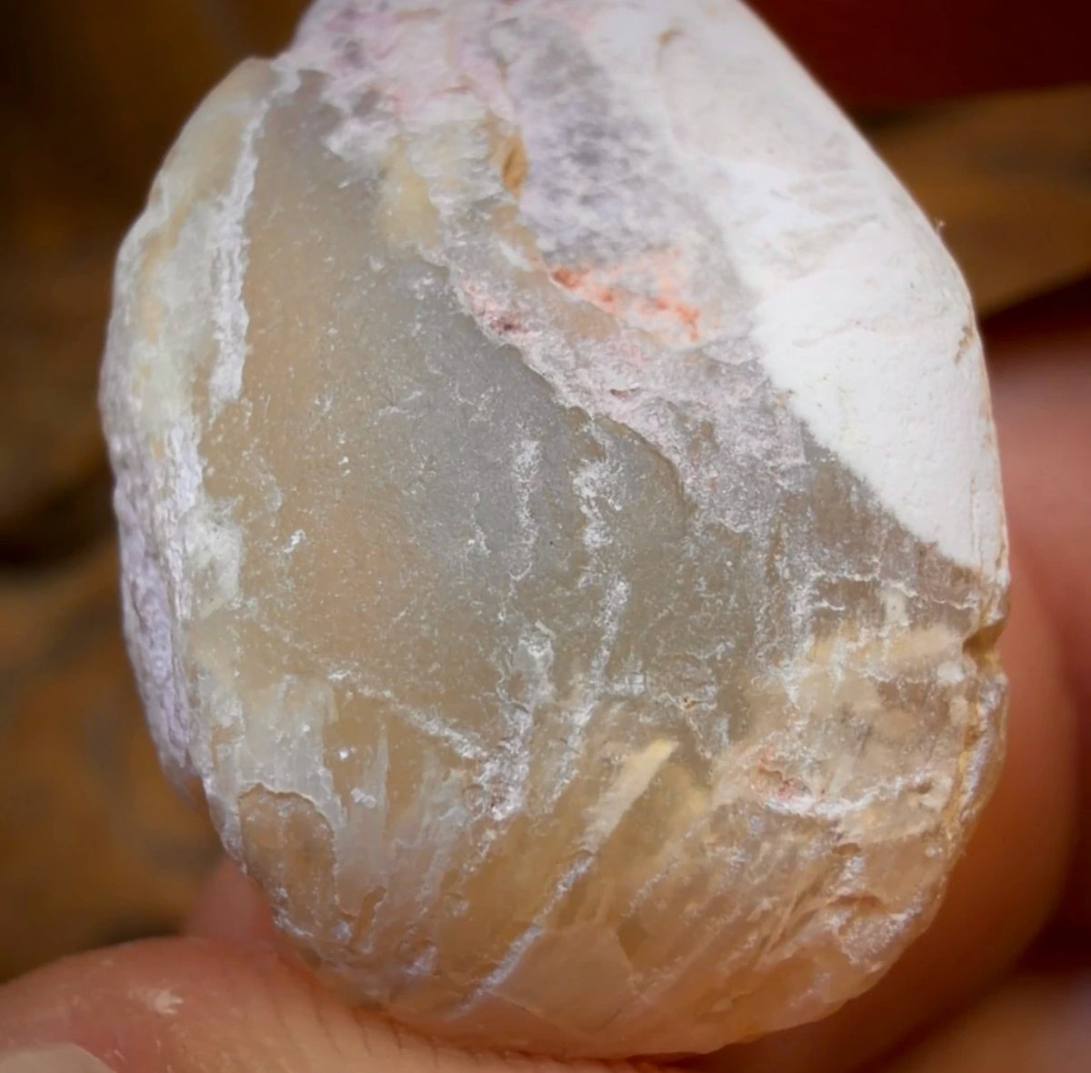 36.1cts - Opalised Shell Rare Geological Rough Specimen from Lightning Ridge