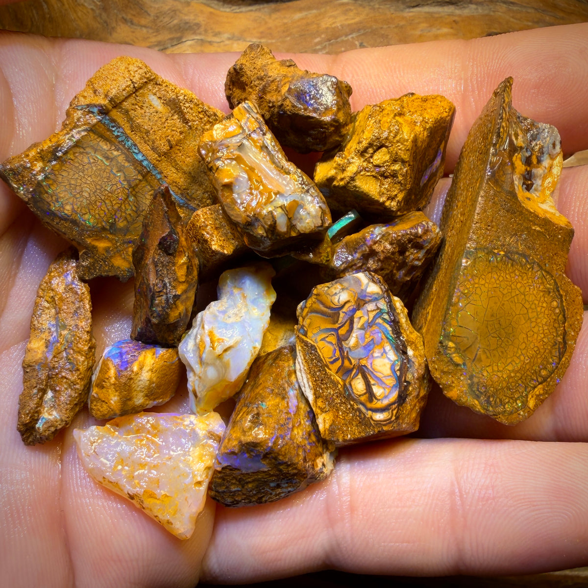 🔒330.5cts - 20x Opalised Wood/Vegetation Fossil Rough Parcel from Yowah