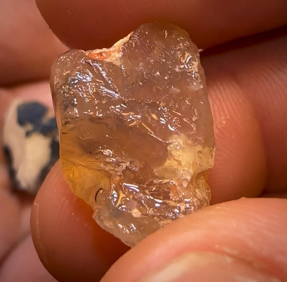 72.8cts - 5x Opalised Shell Geological Specimens from Lightning Ridge
