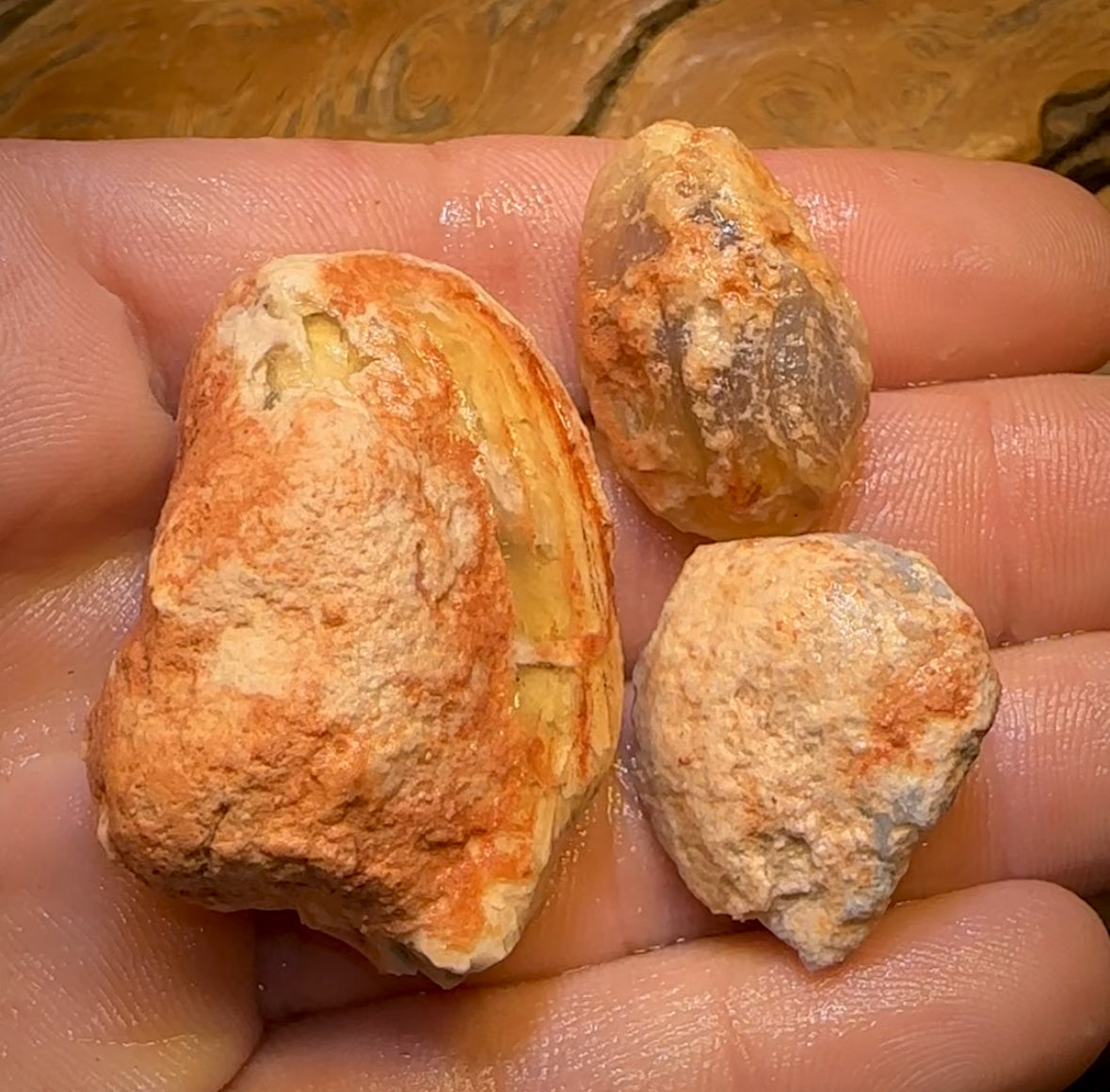 139.1cts - 3x Opalised Shell Geological Specimens from Lightning Ridge