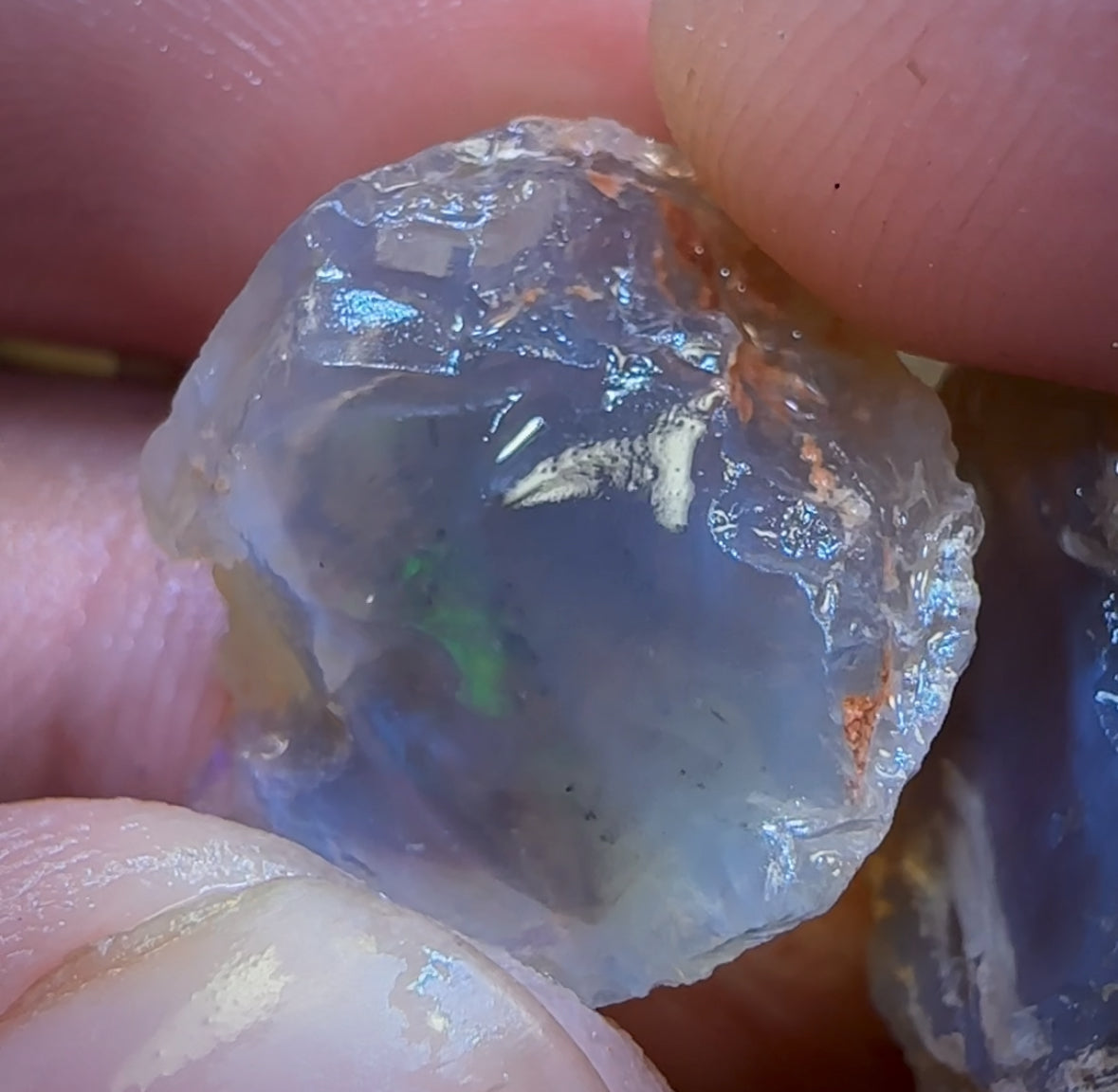 47.9cts - 2x Opalised Shell Geological Specimens from Lightning Ridge