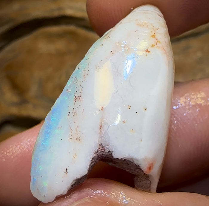 Auktion lose 22.1cts – Opalisierte Muschel Seltenes geologisches Exemplar aus Südaustralien
