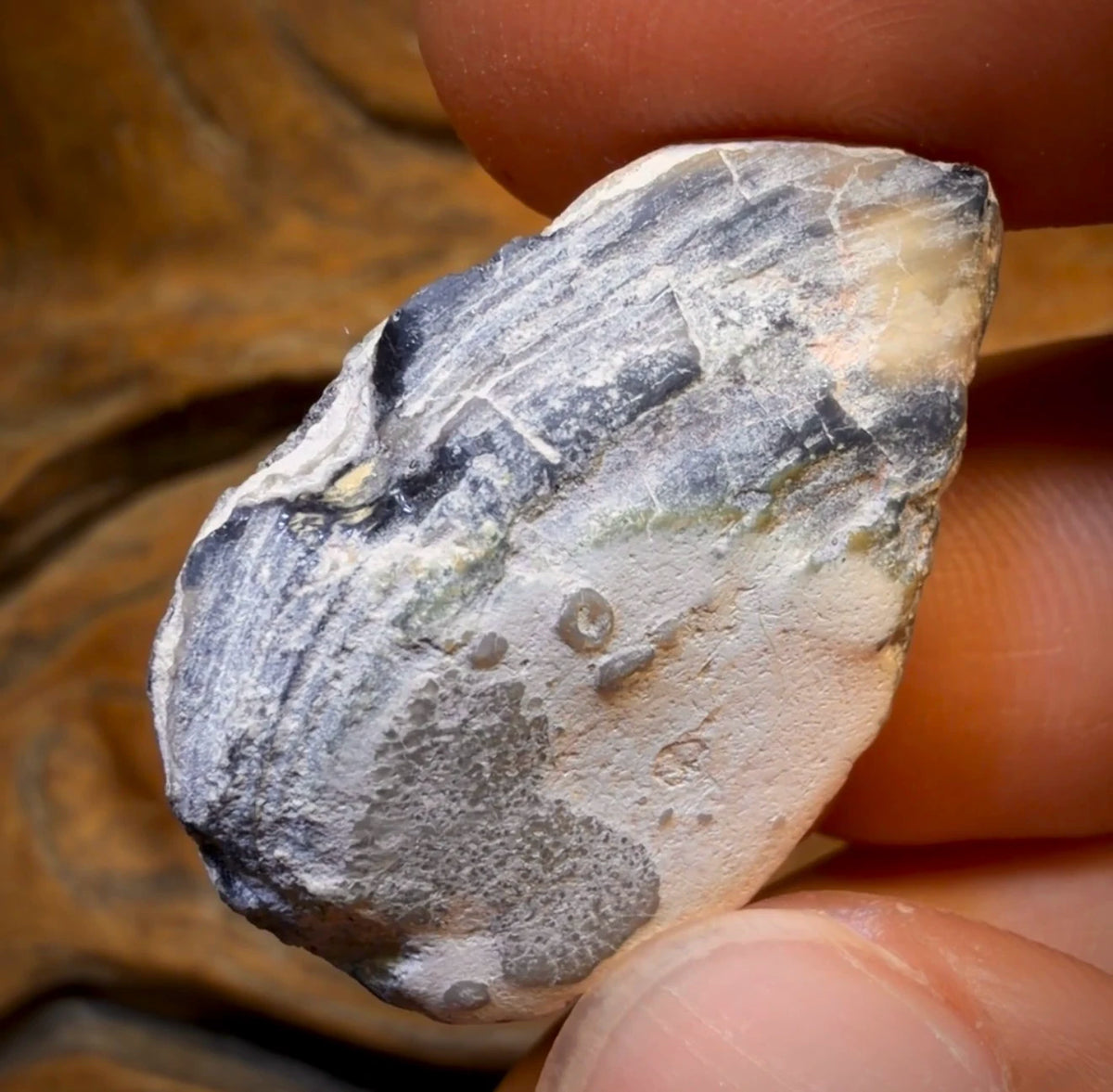 42.8cts - Opalised Shell Rare Geological Rough Specimen from Lightning Ridge