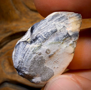 42.8cts - Opalised Shell Rare Geological Rough Specimen from Lightning Ridge