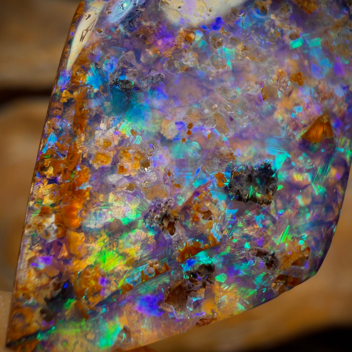 16.6cts - Gem Australian Boulder fossil replacment Opal