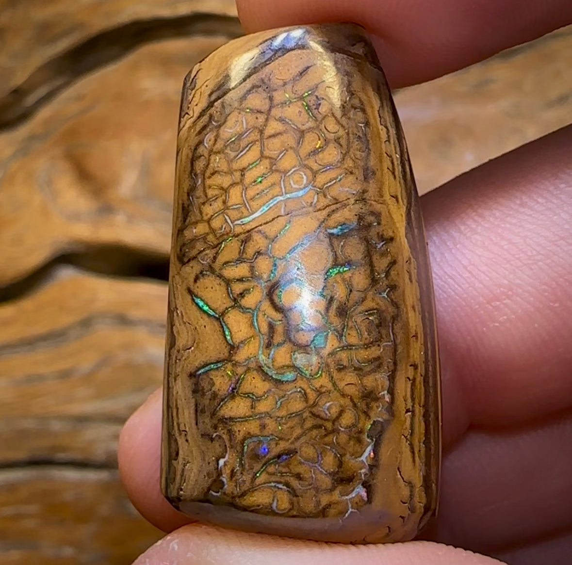 53.7cts - Tribal Queensland Boulder Opal from Yowah - Opal Whisperers