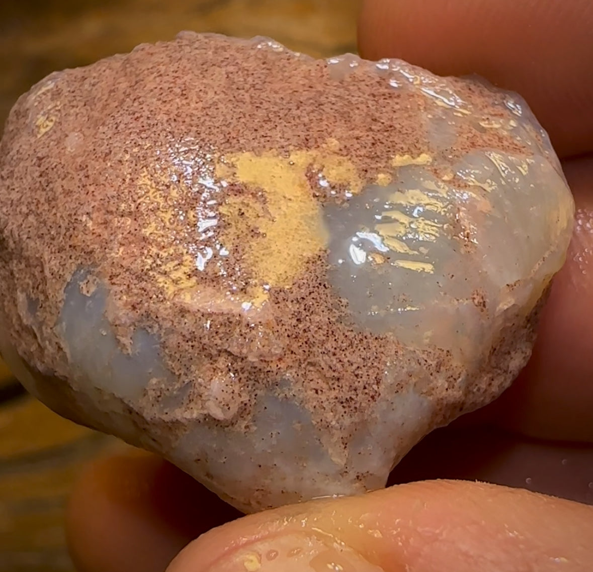 50.2cts - Opalised Shell Rare Geological Specimen from South Australia