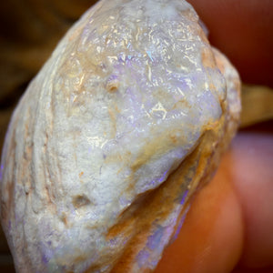 55.1cts - Opalised Shell Rare Geological Rough Specimen from Lightning Ridge