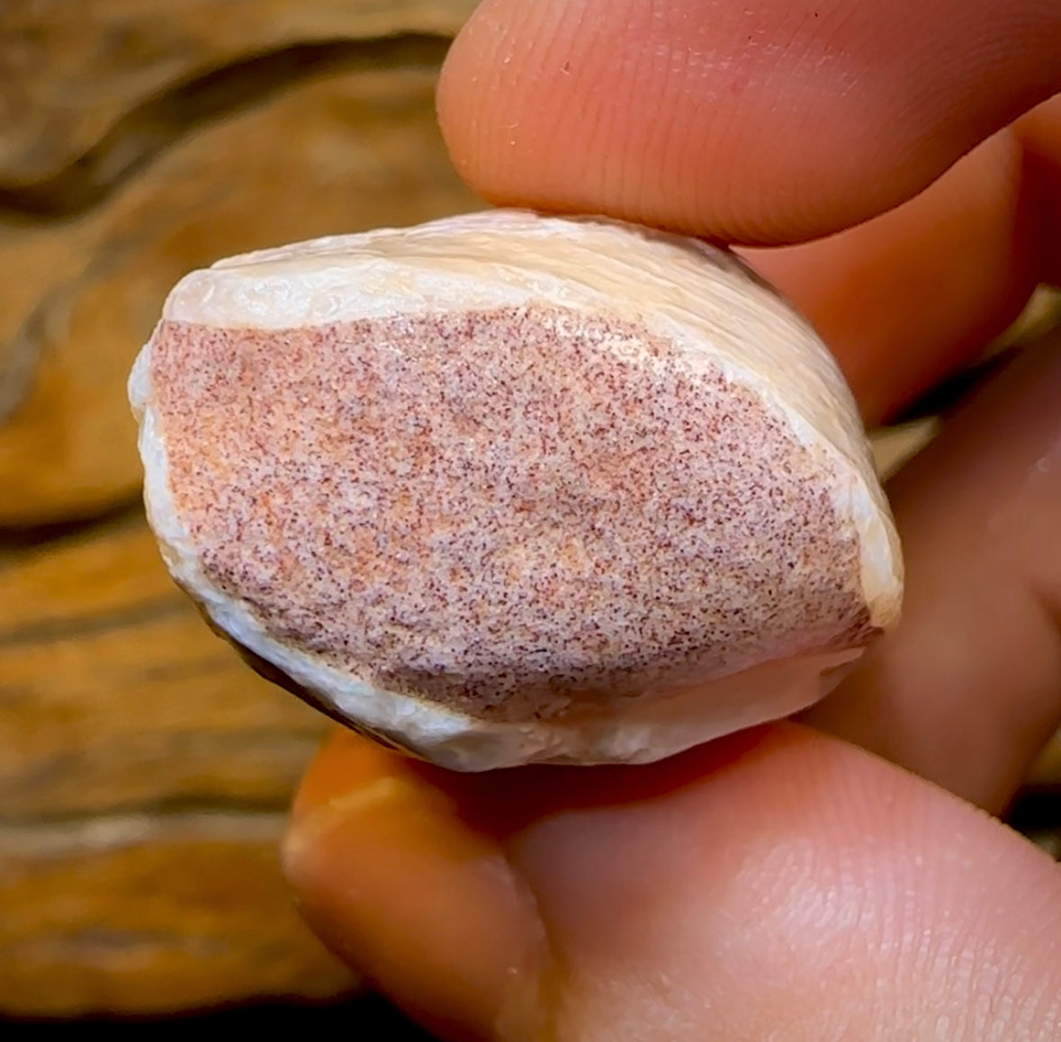 81.6cts - Opalised Fossil Mussel Shell Specimen from South Australia - Opal Whisperers