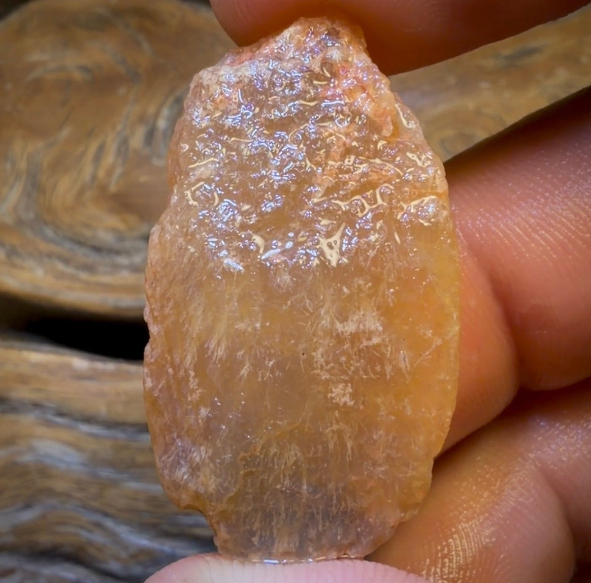 51.1cts - Opalised Shell Rare Geological Specimen from Lightning Ridge