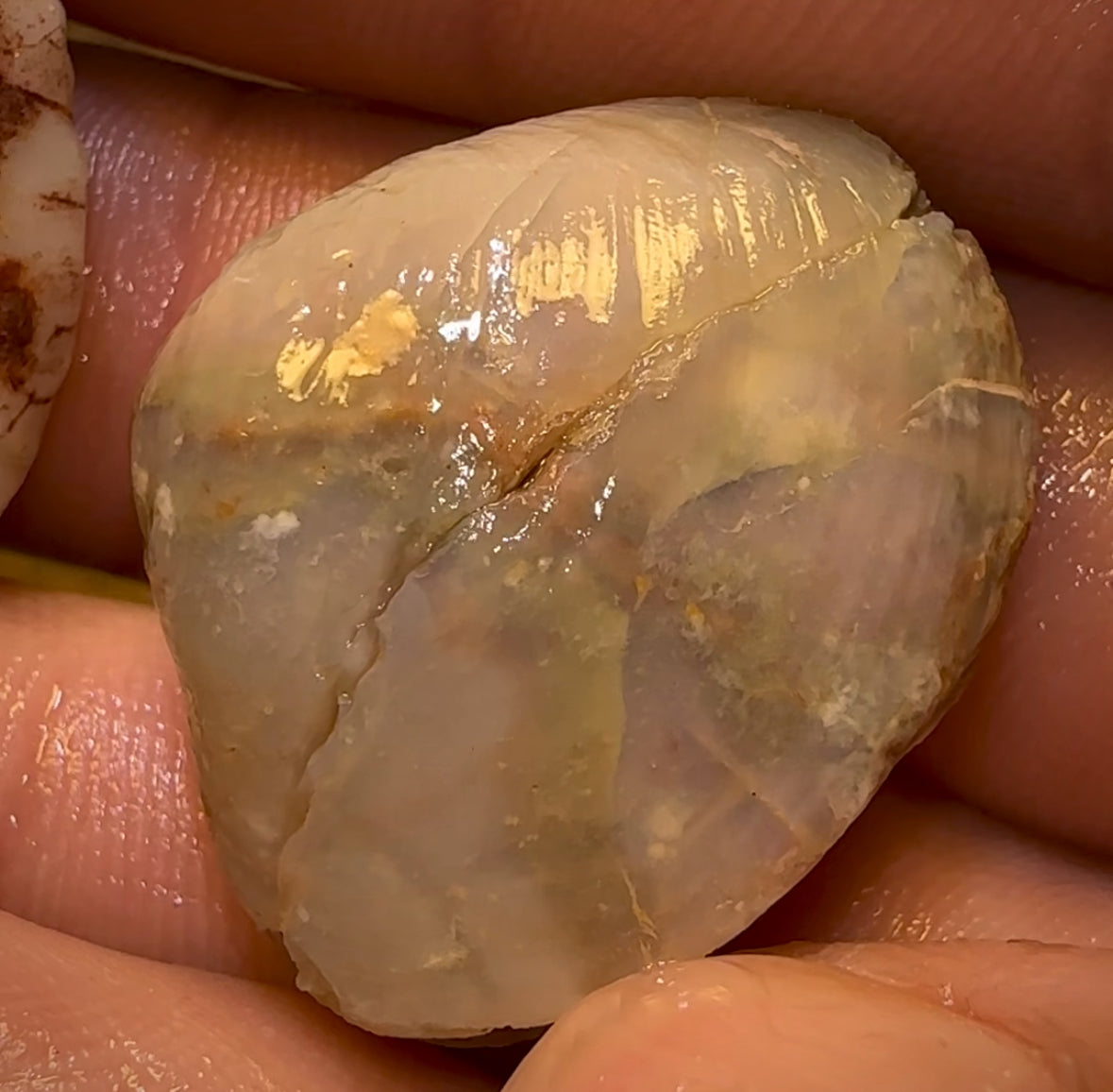 63.9cts - 2 for 1 Opalised Shell Rare Geological Specimen Set from South Australia