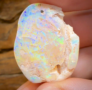 27.1cts - Opalised Fossil Shell Specimen from South Australia