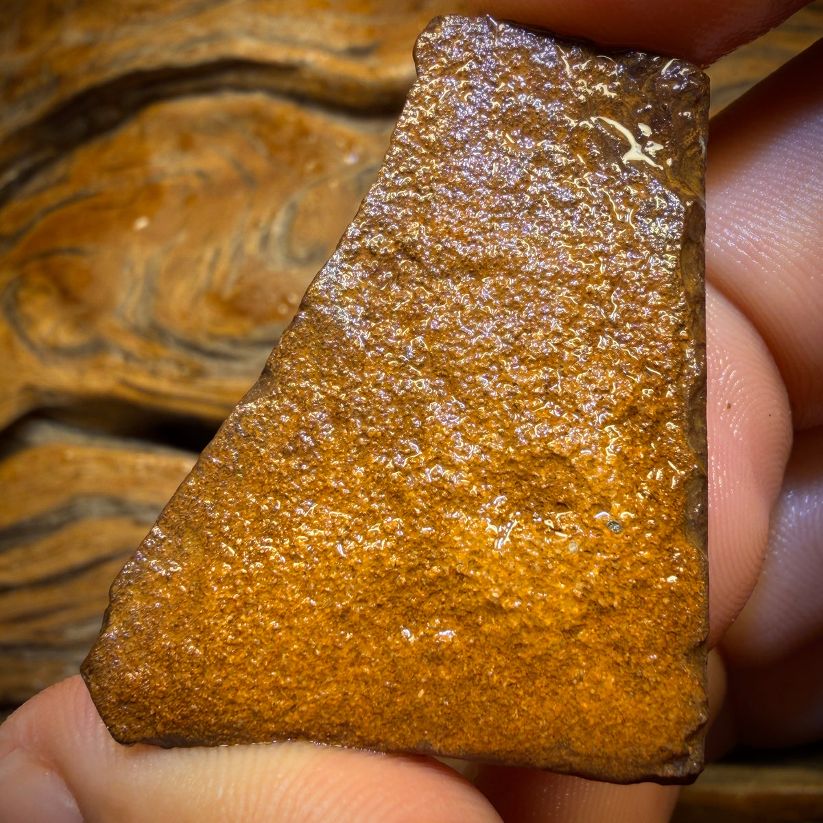 TGIF 70.2cts - Queensland Boulder Seam Opal Rub