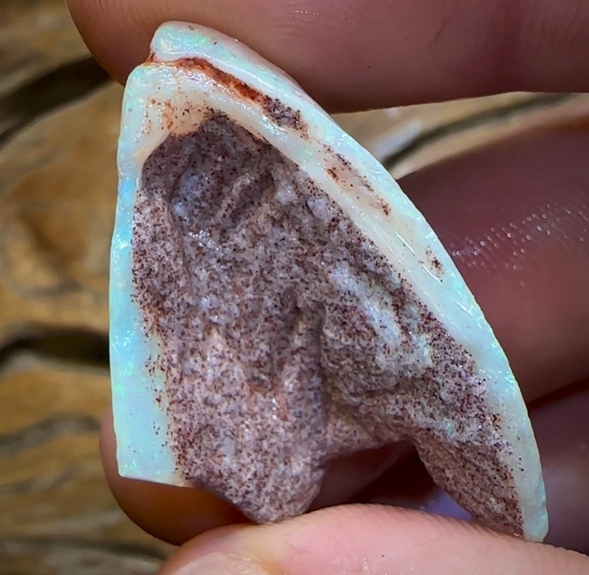 22.1cts - Opalised Shell Rare Geological Specimen from South Australia