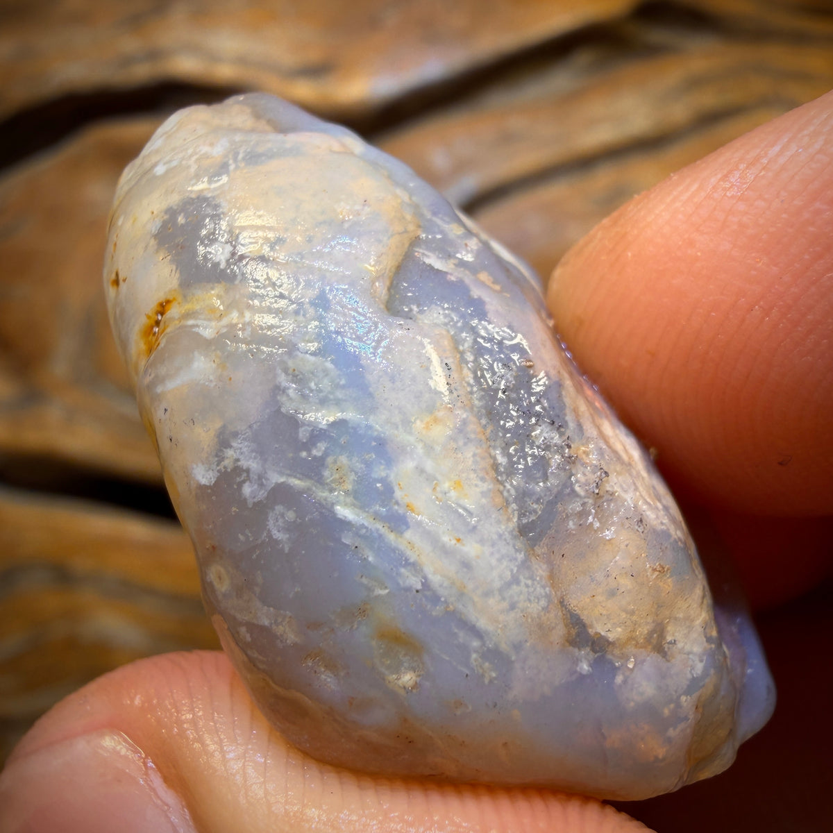 73.8cts - Opalised Shell Geological Specimen from South Australia. Featured on ‘Outback Opal Hunters’!