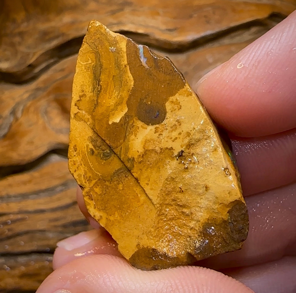 (Template) 93cts - Australian Boulder Opal Rough Piece. Bubble Band - Opal Whisperers