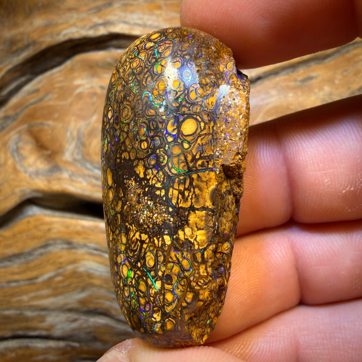 218.7cts - large Tribal Australian Boulder Opal Polished Specimen