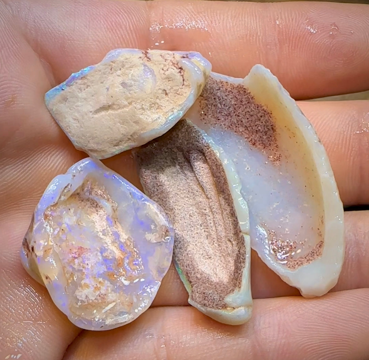 71.4cts - 4x Opalised Shell Geological Specimens from South Australia - Opal Whisperers