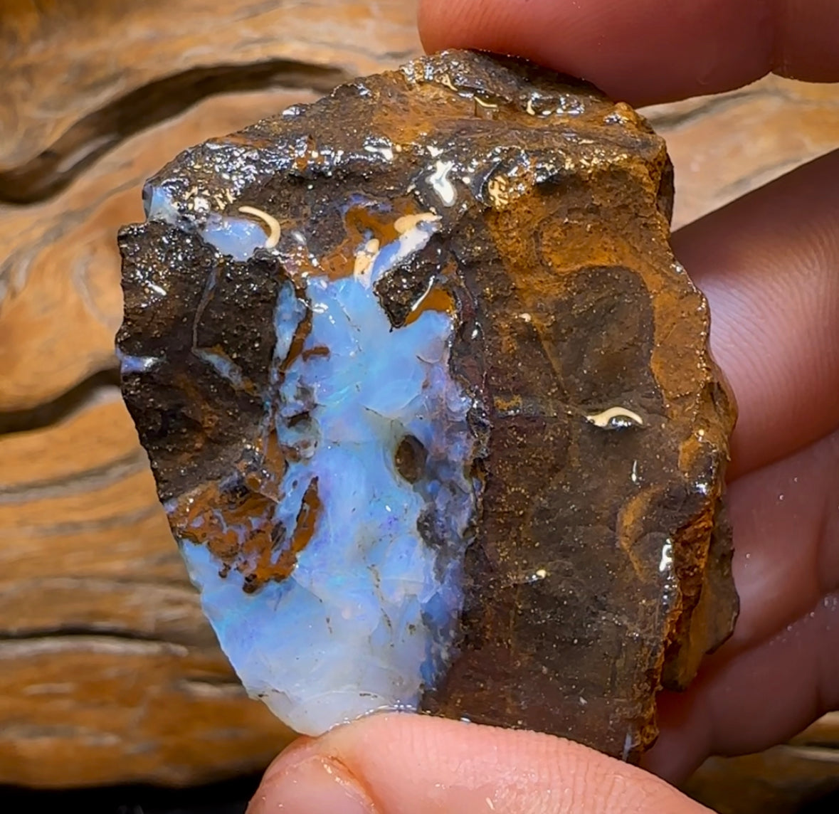 302.9cts - Queensland Boulder Seam Opal Rough Specimen - Opal Whisperers