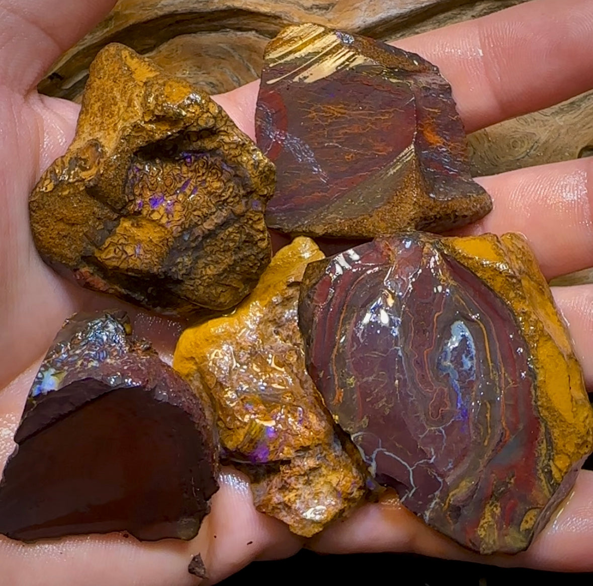 5x Medium Queensland Boulder Opal Potch, Pattern and Colour Rough. BULK LISTING - Opal Whisperers