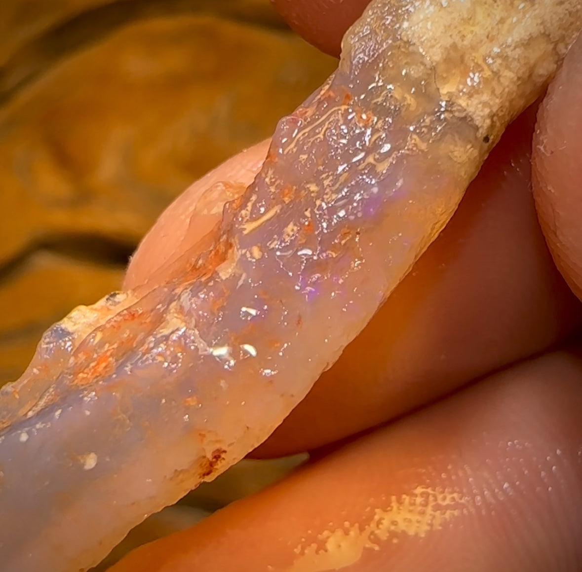 🔨 AUCTION 🔨 21.6cts - Rare Opalised Geological Specimen from Lightning Ridge