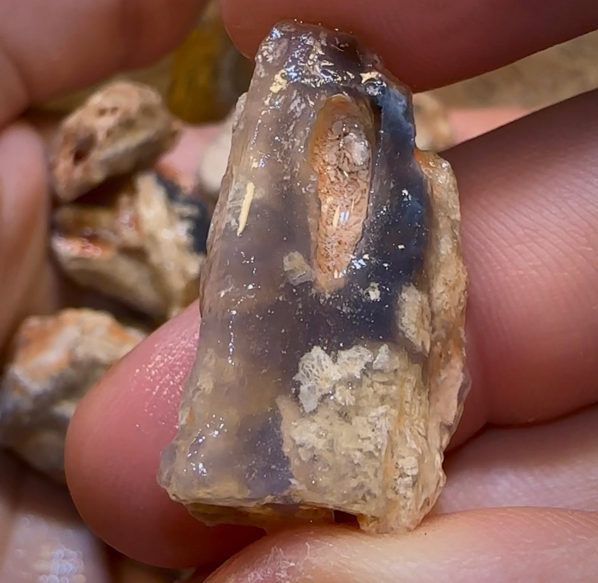 300.5cts - 13x Lightning Ridge Fossil Replacement Opal Rough Parcel Under $2/Ct - Opal Whisperers