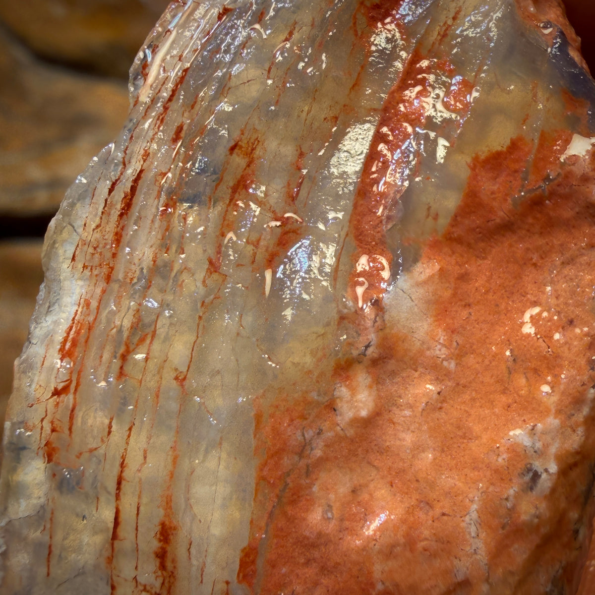 102.2cts - Opalisierte Muschel Geologisches Exemplar aus Südaustralien