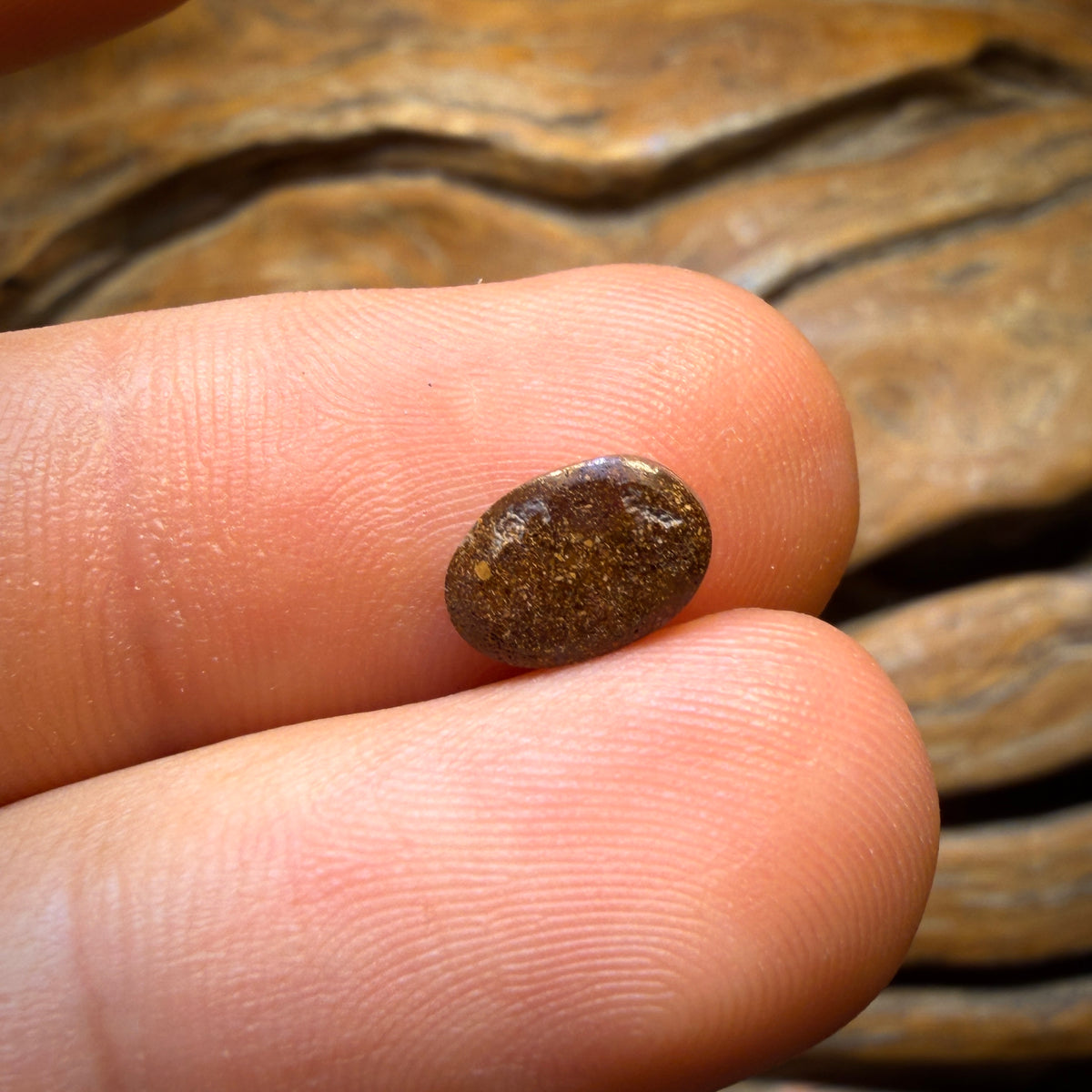 Bargain Card! 1.1cts - Queensland Boulder Seam Opal Gem