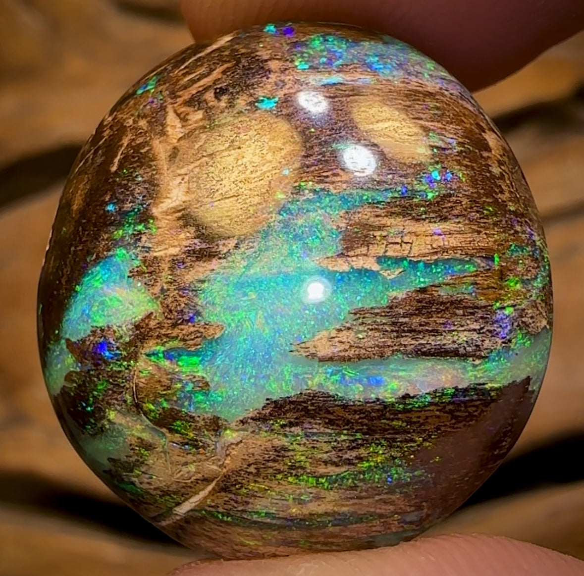 31.4cts - Top Queensland Boulder Wood Fossil Opal. Featured on “Outback Opal Hunters”! Celebrity Stone