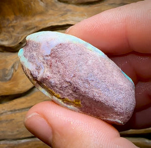 87.7cts - Opalised Shell Rare Geological Specimen from South Australia