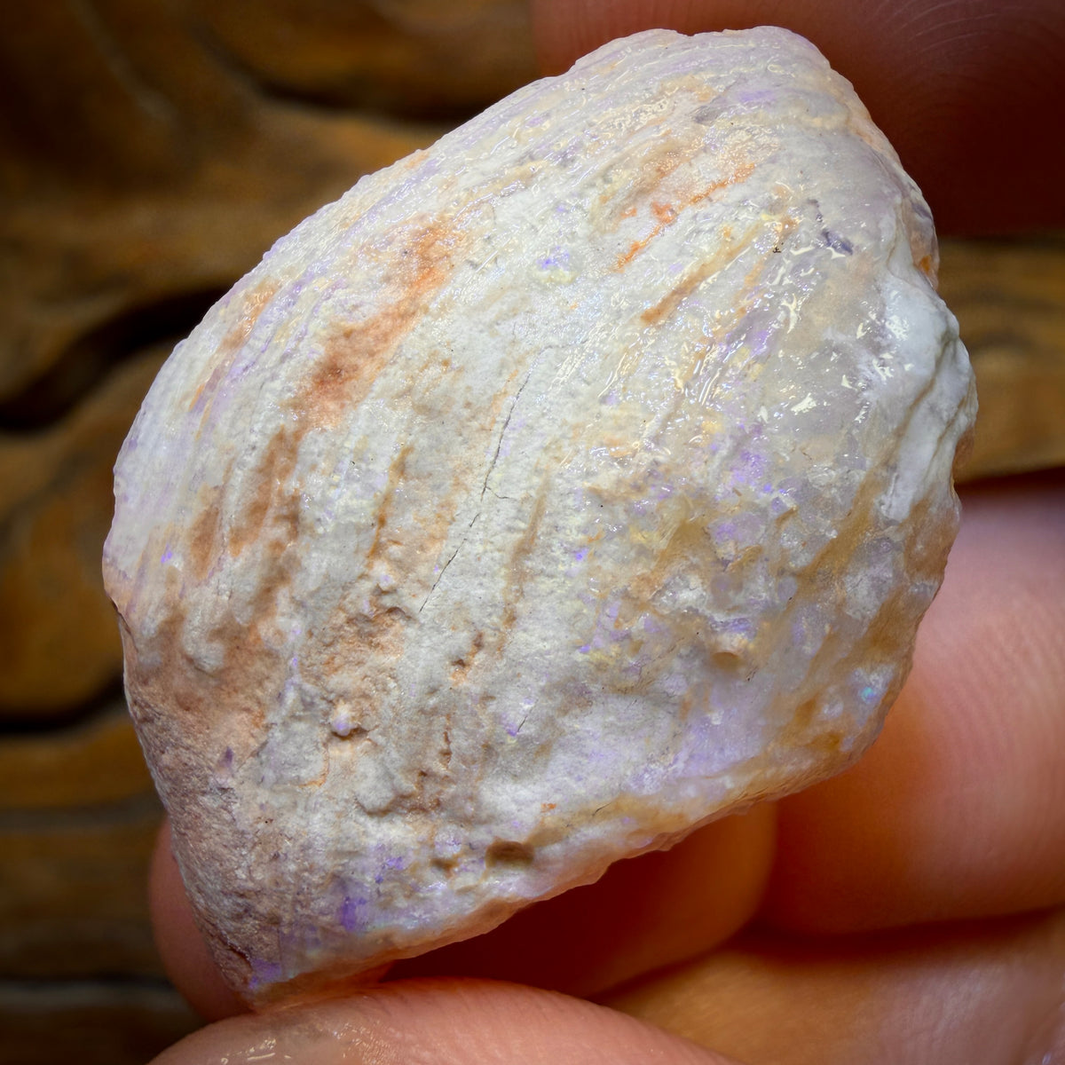 55.1cts - Opalised Shell Rare Geological Rough Specimen from Lightning Ridge