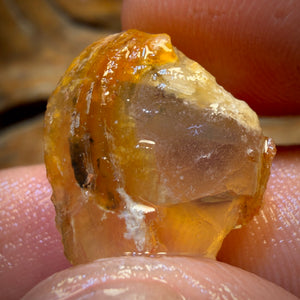 Bargain! 12.8cts - Opalised Shell Geological Specimen from South Australia