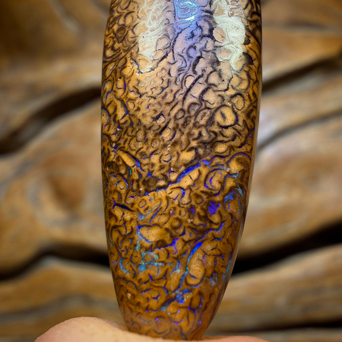 Bargain Card! 35 x 12mm - Drilled Tribal Queensland Boulder Opal