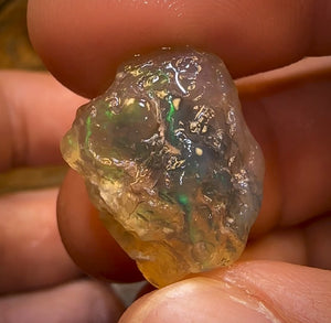 75.2cts - 3x Opalised Shell Geological Specimens from Lightning Ridge