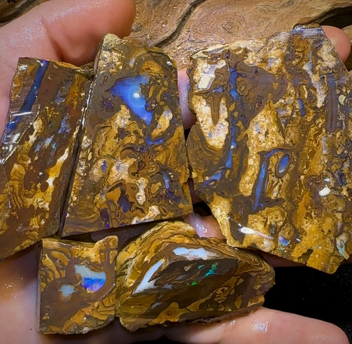 1017cts - 5x Queensland Boulder Rough Opal Parcel