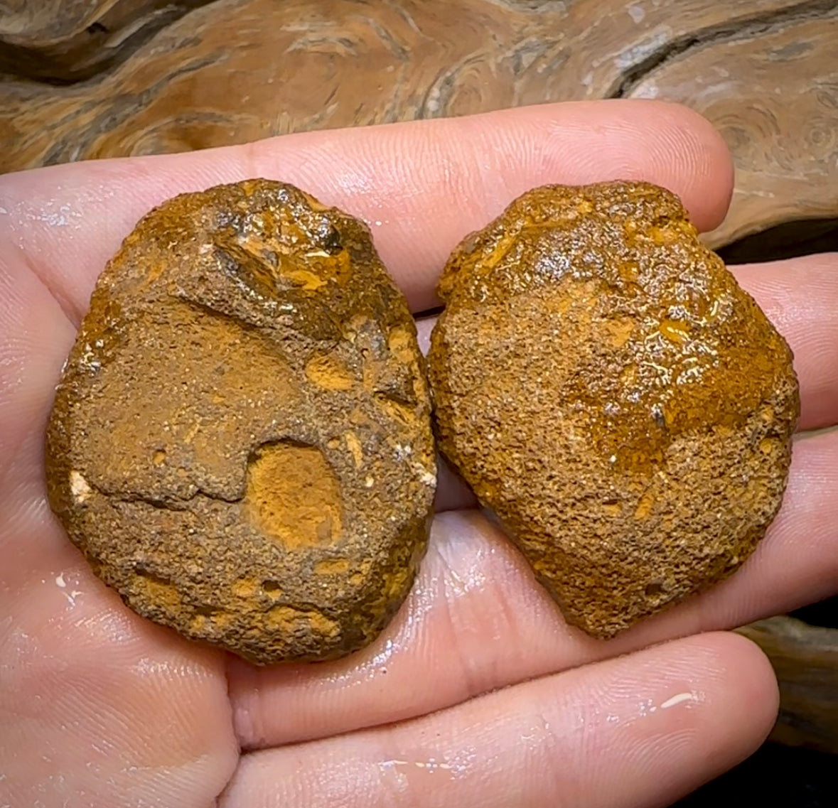 185.2cts - Yowah Nut Rough Specimen Pair. Australian Boulder Opal - Opal Whisperers