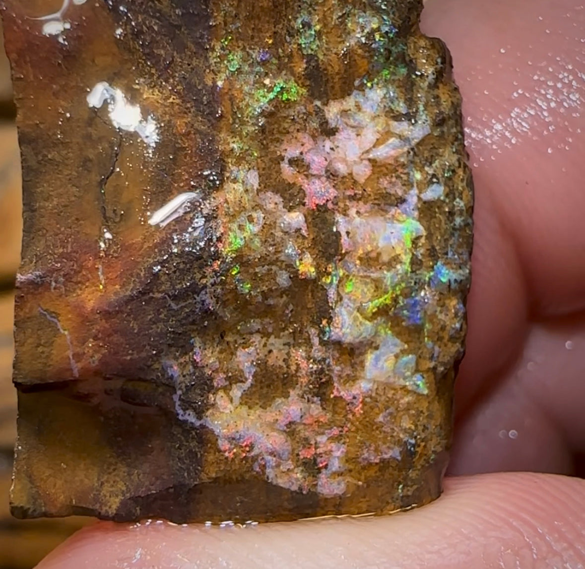 61.7cts - Australian Boulder Opal Rough Preform. Natural Split - Opal Whisperers
