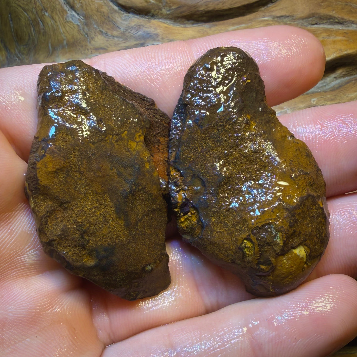 Dad Card! 159cts - Yowah Nut Rough Specimen Pair