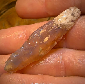 🔨 AUCTION 🔨 21.6cts - Rare Opalised Geological Specimen from Lightning Ridge