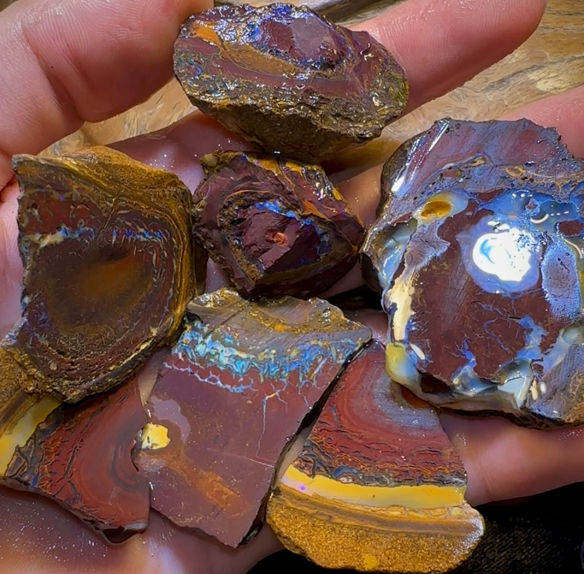 193.1g - 7x Koroit Nut Rough Opal Parcel - Opal Whisperers