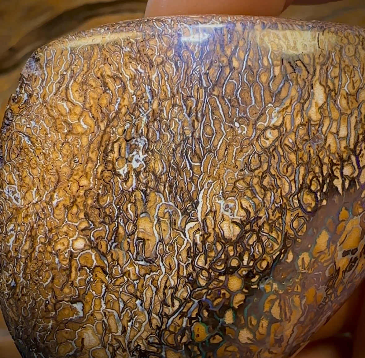 574.5cts - Large Tan Tribal Queensland Boulder Opal. Polished Specimen