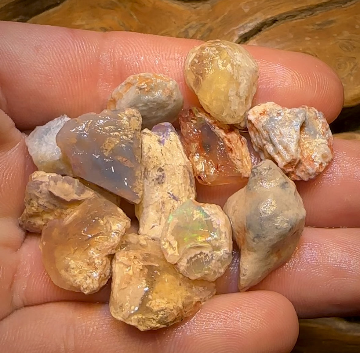 90.2cts - 12x Opalised Fossil Geological Specimens from Lightning Ridge