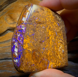 388 carats - Grand spécimen d'opale fossilisée de bois de rocher australien