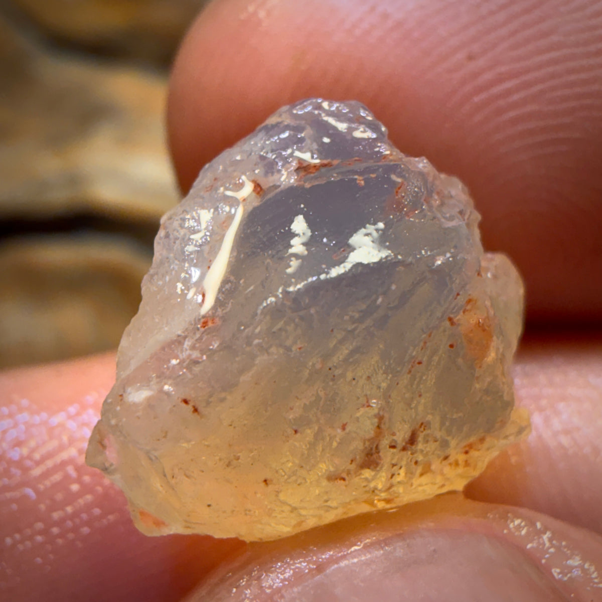 Bargain Card! 11.2cts - Opalised Shell Geological Specimen from South Australia