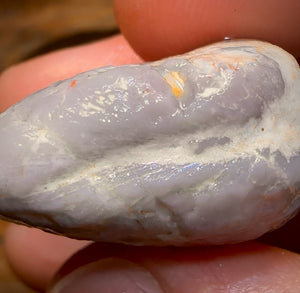 50.3cts - Opalised Shell Rare Geological Specimen from South Australia Great Preserved Shape