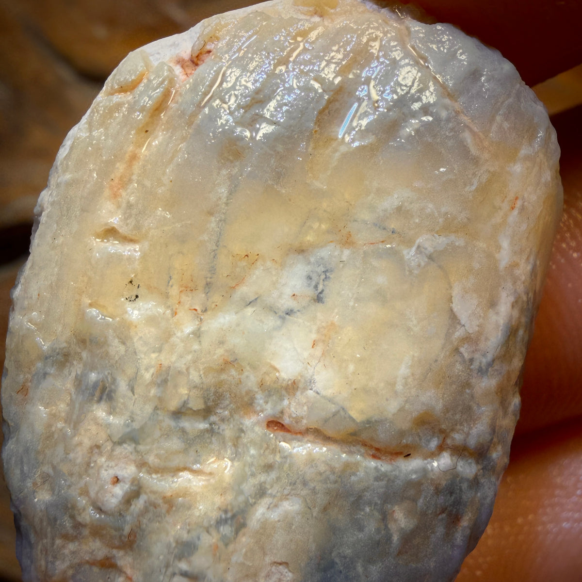 BARGAIN CARD! 75.5cts - Opalised Shell Geological Specimen from South Australia