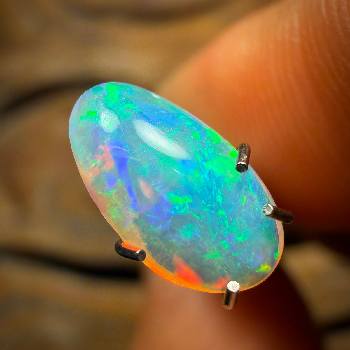 1.1cts - Polished South Australian Shell Fossil Opal